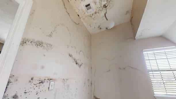 Best Emergency Mold Remediation  in North Edwards, CA