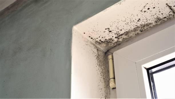 Mold Removal for HVAC Installations in North Edwards, CA
