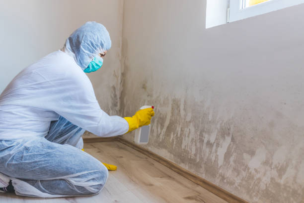 Best Basement Mold Removal  in North Edwards, CA