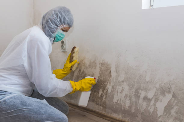 Best HVAC Mold Inspection and Cleaning  in North Edwards, CA
