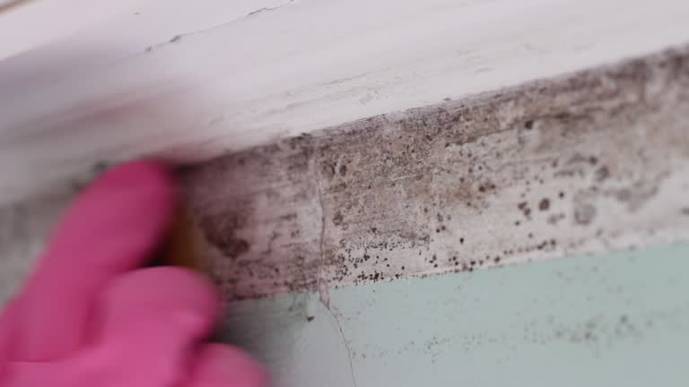 Best Real Estate Mold Inspection  in North Edwards, CA